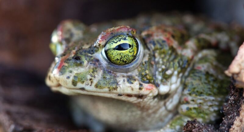 Updated Blog Post Online Onboarding: Everything You Need to Eat the Frog